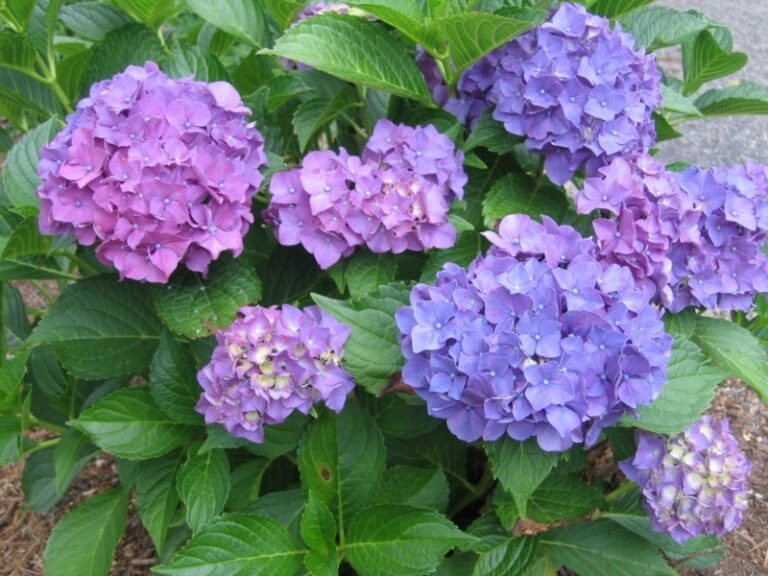 HYDRANGEA