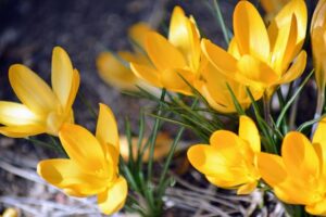 crocuses