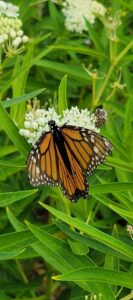 Melna wylie pic 5 133x300