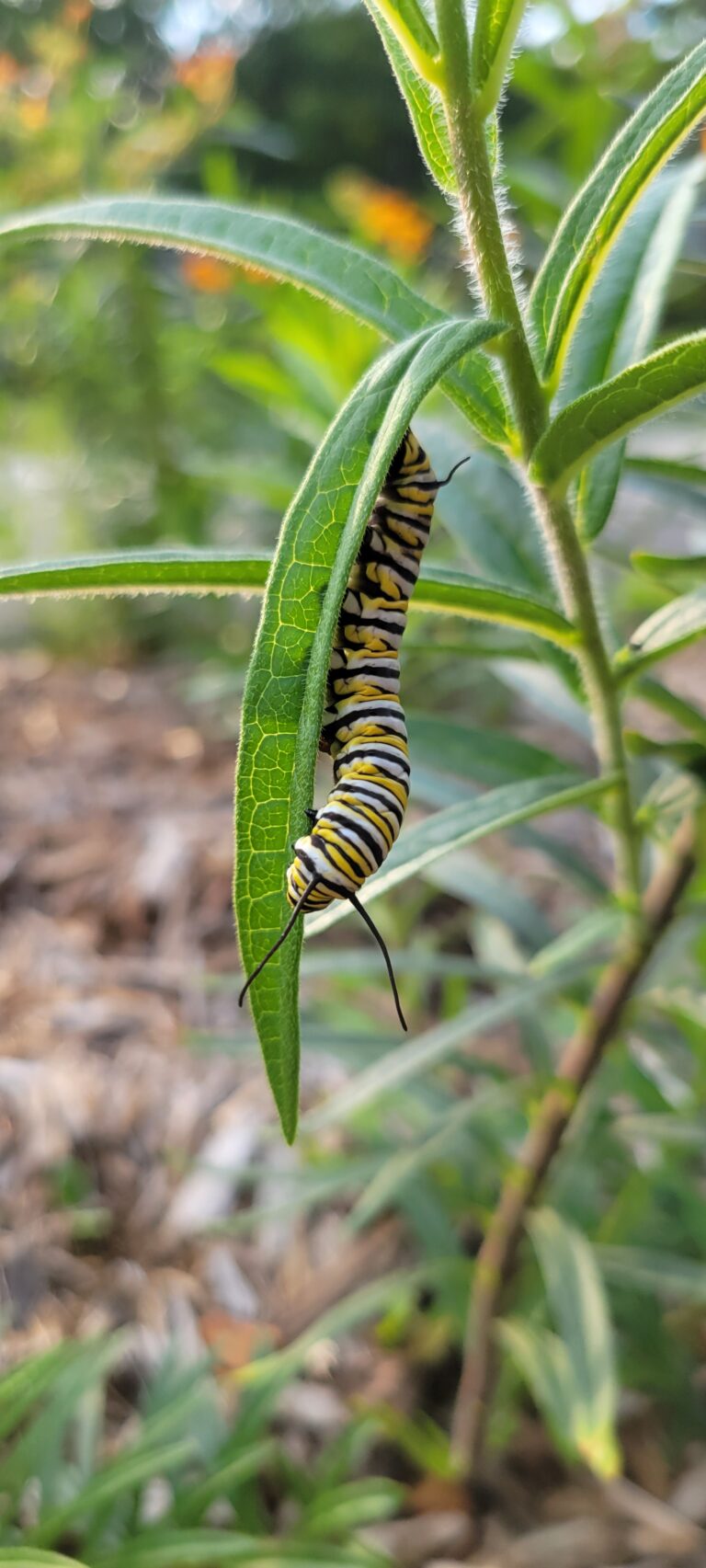 melna wylie pic 3 768x1705