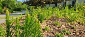 melna wylie pic 4 300x130