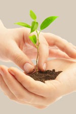 handwithseedling